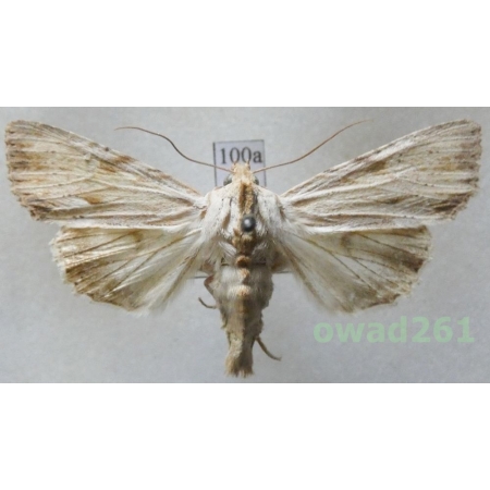 Apamea lithoxylaea (Denis & Schiffermüller, 1775) Czech100a